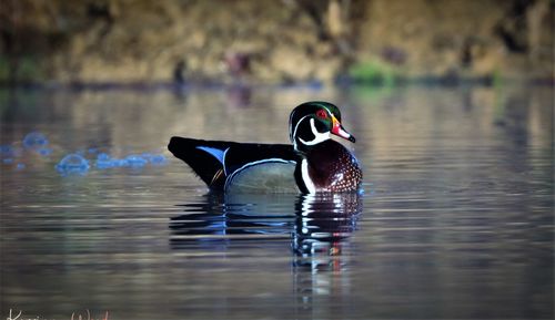 Bird swimming in lake