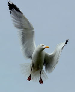 Low angle view of seagulls