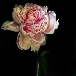 Close-up of pink rose blooming against black background