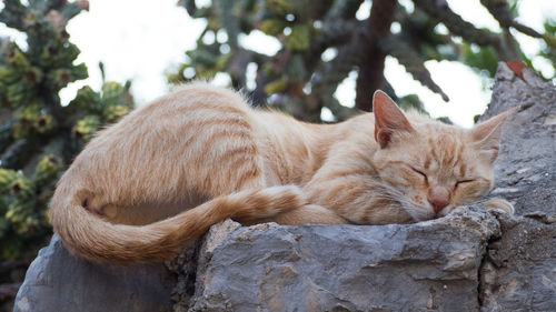 Cat sleeping in a tree