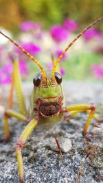 Close-up of insect on flower