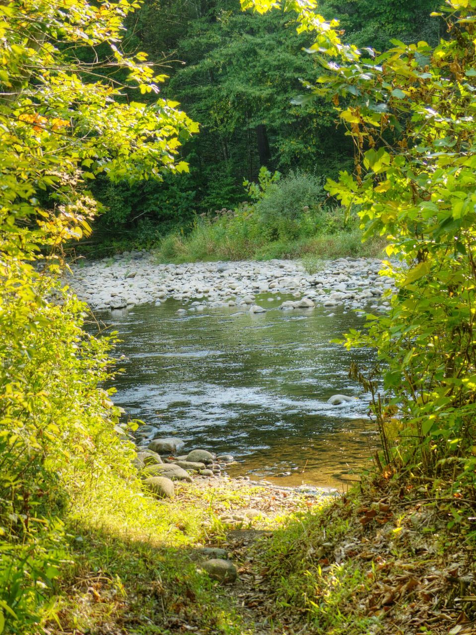 water, tree, tranquility, growth, nature, beauty in nature, tranquil scene, green color, scenics, plant, grass, yellow, high angle view, sunlight, day, forest, outdoors, river, lake, idyllic