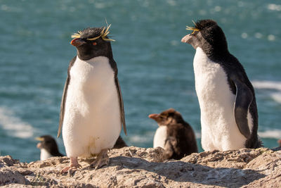 View of birds on rock against sea