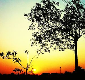 Silhouette of trees at sunset