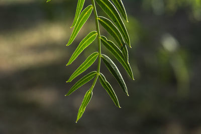 Close-up of dew drops on plant