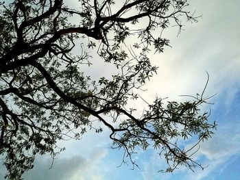 Low angle view of tree against sky