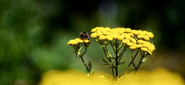 Close-up of bee on yellow flower