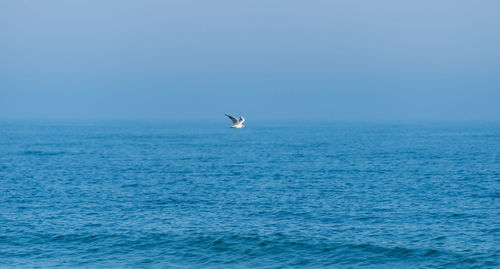 A landscape of a beautiful, blue and calm sea with a flying lonely seagull on a summer morning.