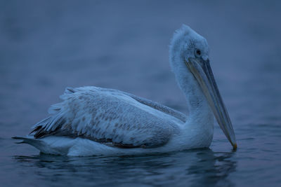 Close-up of pelican