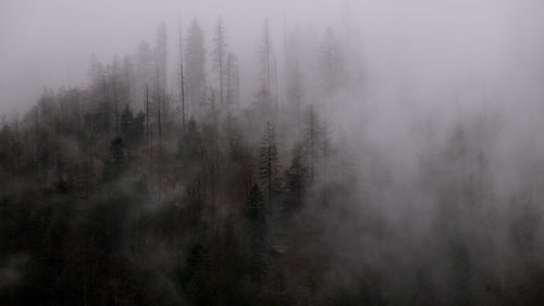 Scenic view of foggy forest