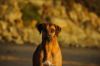 Portrait of rhodesian ridgeback at park