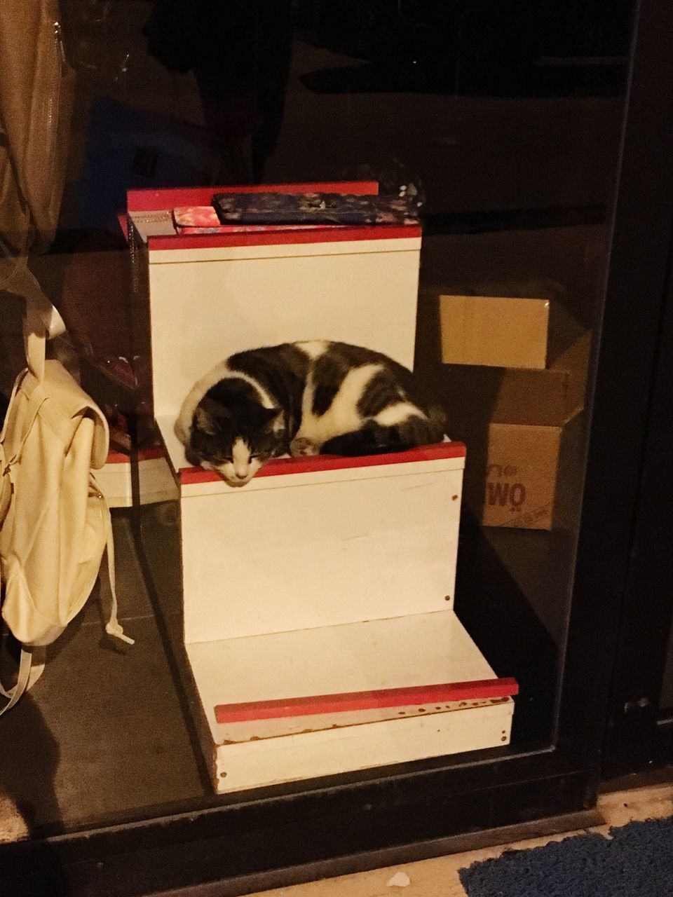 CLOSE-UP OF CAT RESTING ON FLOOR