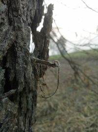 Close-up of lizard on tree trunk