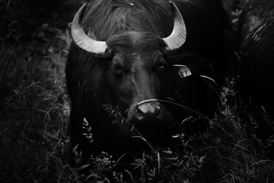 Black water buffalo standing in a field