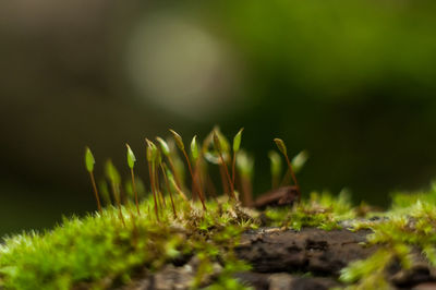 Close-up of plants growing outdoors