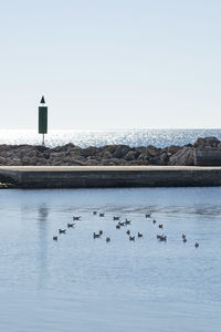 Birds in a sea against clear sky