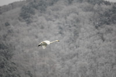 Low angle view of seagull flying