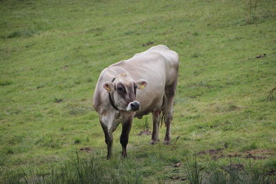 Cow standing on field