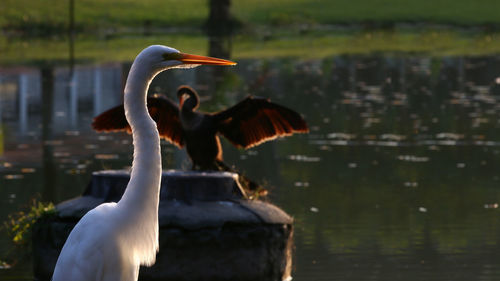 Two water birds on sunset