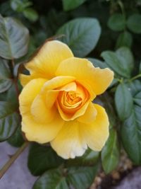 Close-up of yellow rose