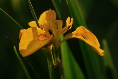 flowering plant