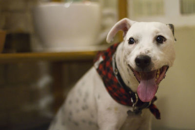 Close-up portrait of a dog
