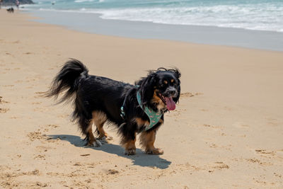 Portrait of dog on beach