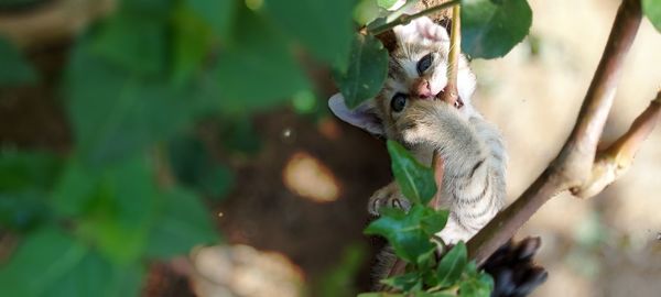 Close-up of squirrel on tree