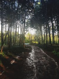 Walkway amidst trees in forest