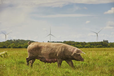 Horse grazing on field