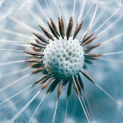 Close-up of flower