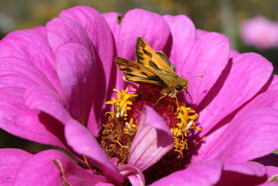 Close-up of honey bee on pink flower