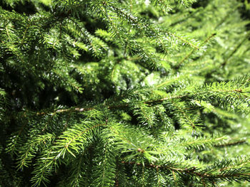 Close-up of fern leaves