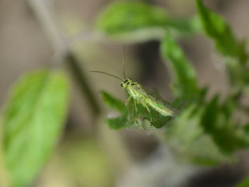 Close-up of insect on leaf