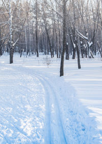 Ski track in the winter park. the concept of nature, healthy lifestyle, vertical frame.