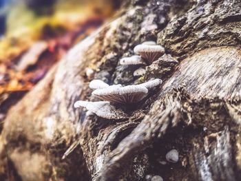 Close-up of mushrooms growing on tree trunk