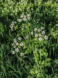 White flowers growing in park