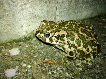 High angle view of lizard