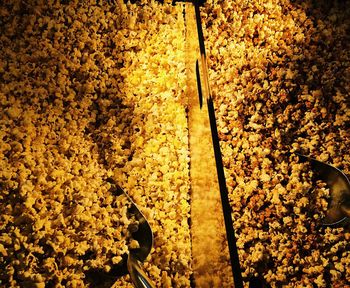 Full frame of yellow flower tree