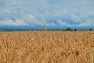 Scenic view of wheat field against sky