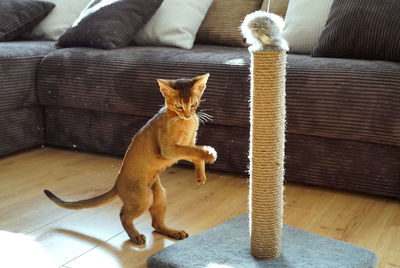 A funny abyssinian kitten playing with a mouse in a living room