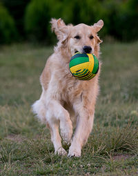 Dog playing on grassy field