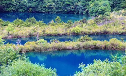 Scenic view of lake in forest