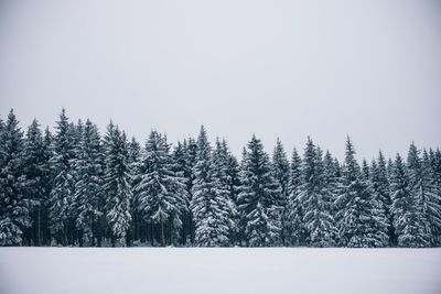 Trees in forest against sky during winter