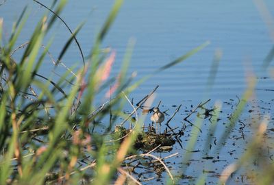 Close-up of plants against sky