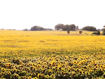 Scenic view of sunflower field against clear sky