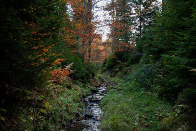 Scenic view of forest during autumn