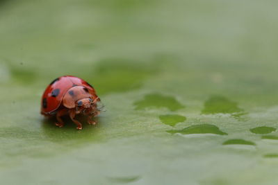 Close-up of ladybug on leaf