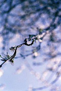 Close-up of flower tree against sky