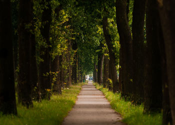 Road amidst trees in forest